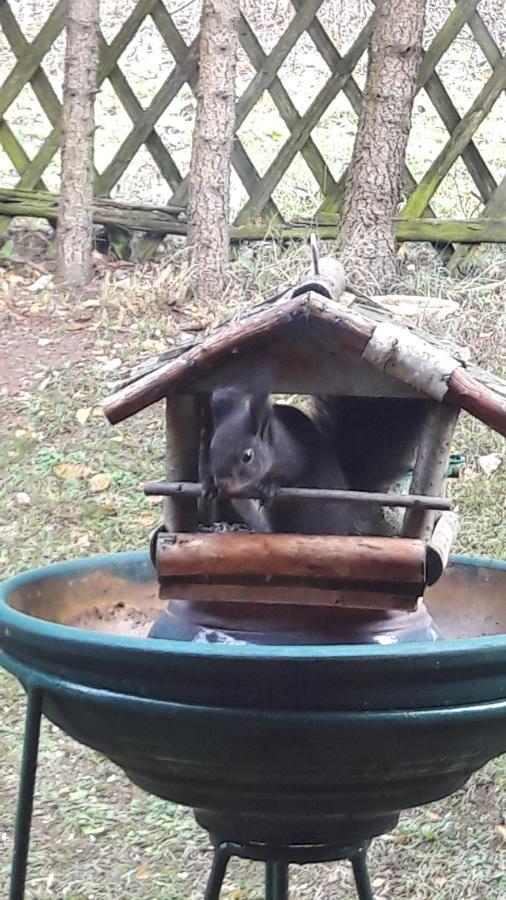 Apartament Schau Ins Land Elbingerode  Zewnętrze zdjęcie